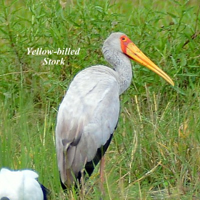Yellow-billed Stork